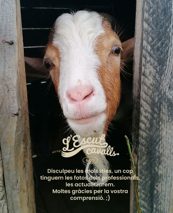 Cavalls osteòpata fisioteràpia animal veterinari Maria Creus Odontologia equina odontòleg equí dentista cavalls Veterinari cavalls sergi ribas ferrador cavalls fran frigola