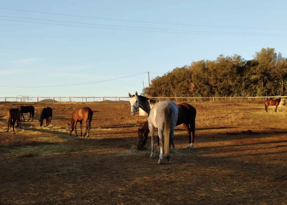 L'Escut Cavalls Tancat Semillibertat Girona